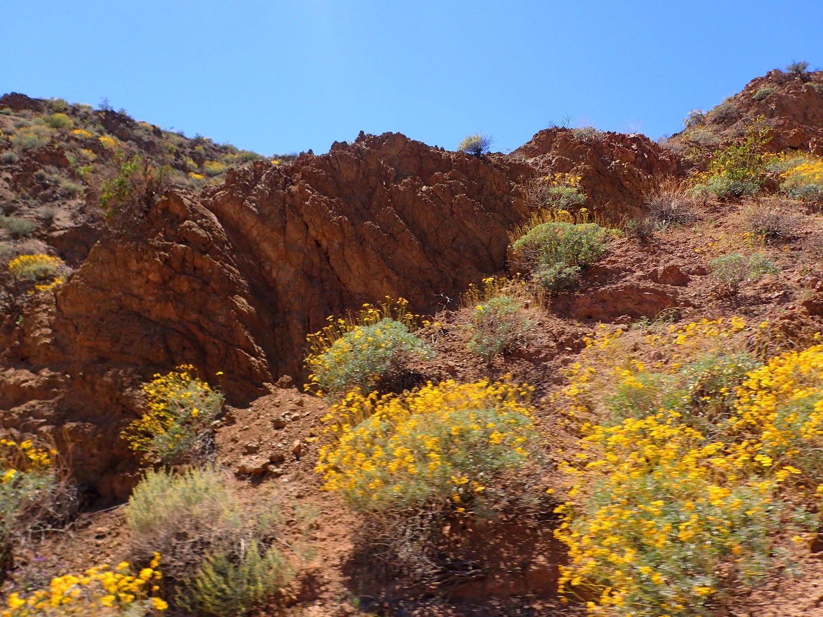 PAMPERED PENGUIN April 1214, 2019 Bullhead City, Arizona