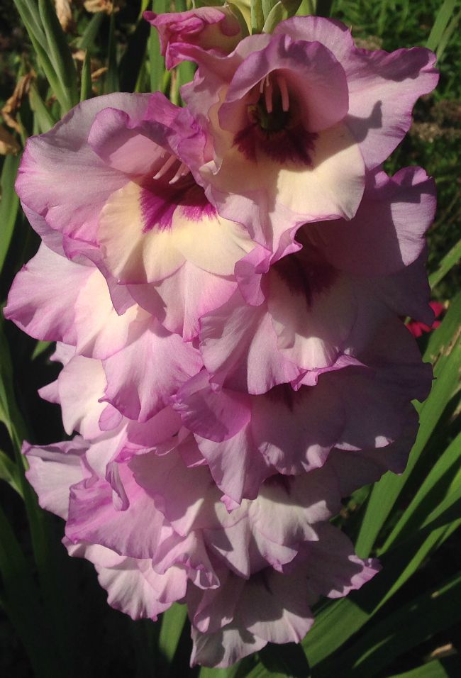 picture of pink gladioli