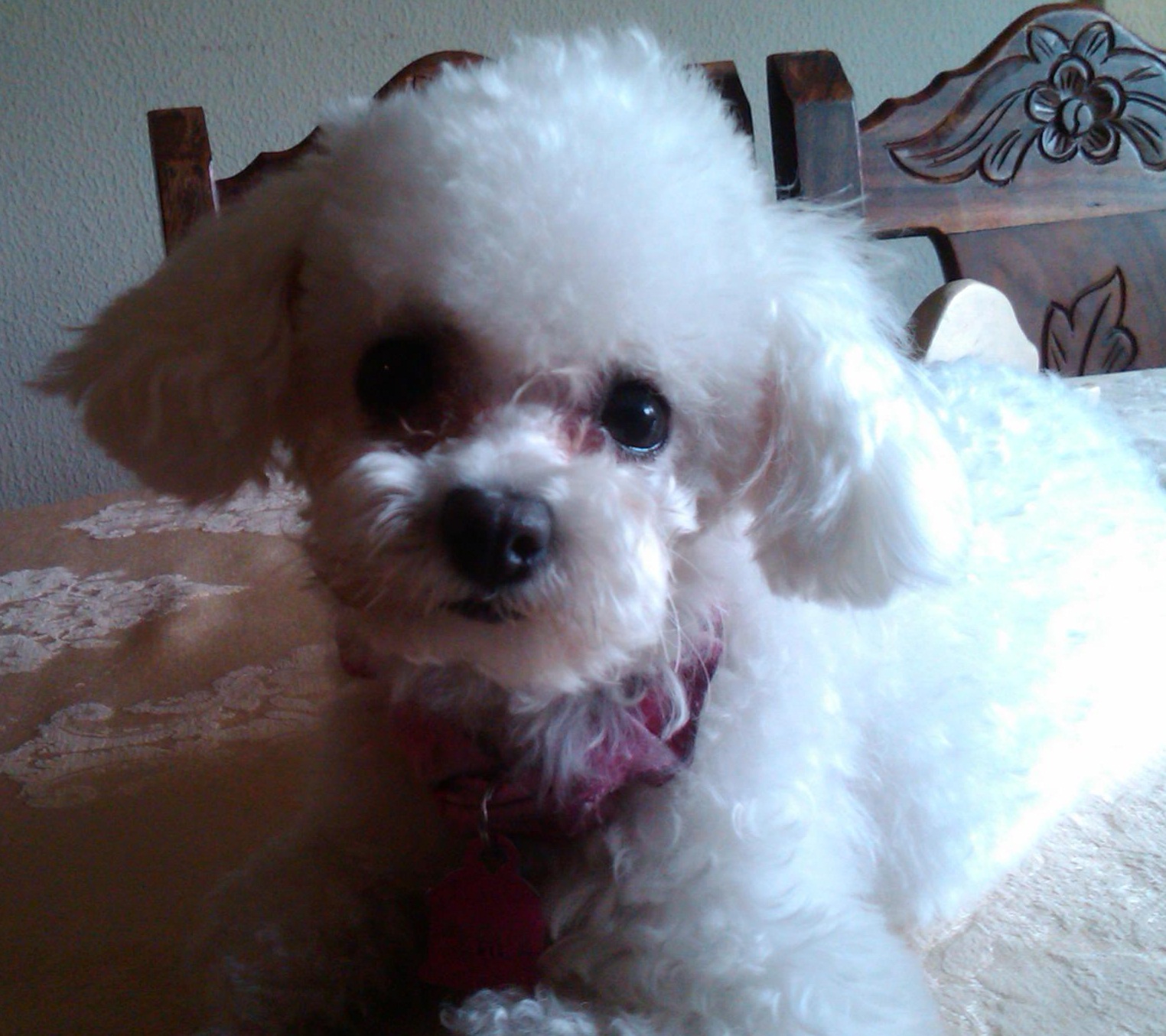 Mascota Poodle TOY MINI TACITA DE TE o CANICHE PEQUEÑO "PERLA" Poodle