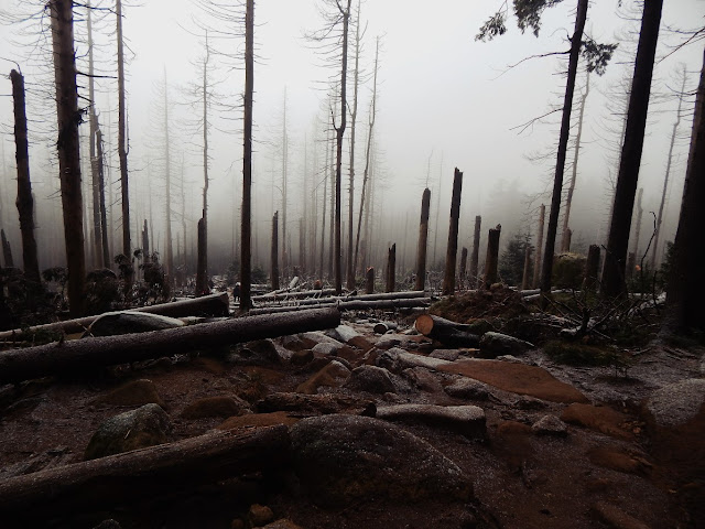 © Marie Graßhoff