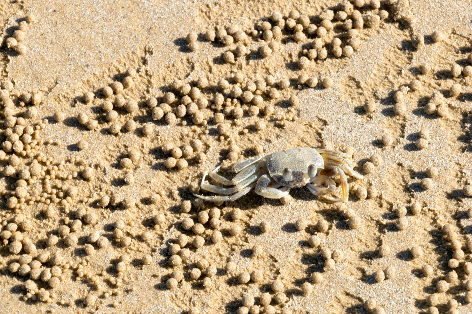 crab at mission beach