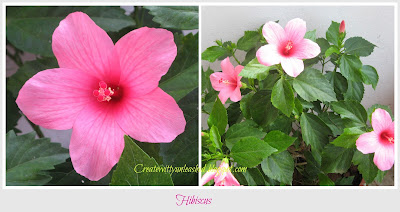 createwittyunleashed.blogspot.com : Hibiscus