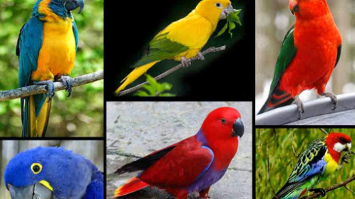 Download Kumpulan Suara Burung Nuri Gacor Untuk Masteran Lengkap