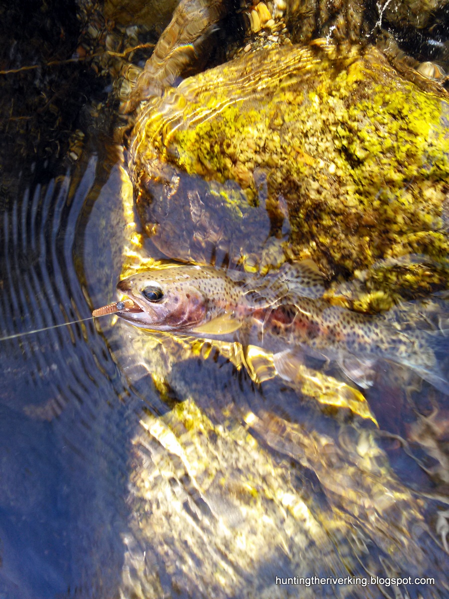 Catching Wild Rainbow Trout in Southern California Hunting the River King