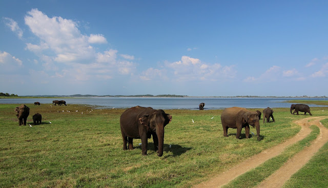 Safari na Sri Lance - który Park Narodowy wybrać? Gdzie pojechać? Minneriya National Park, Udawalawe czy Yala? Jaki jest koszt safari i wynajęcie jeepa?  