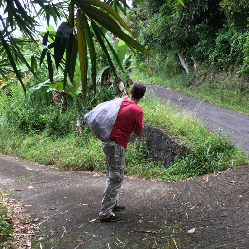 Harvesting nutmeg in Grenada