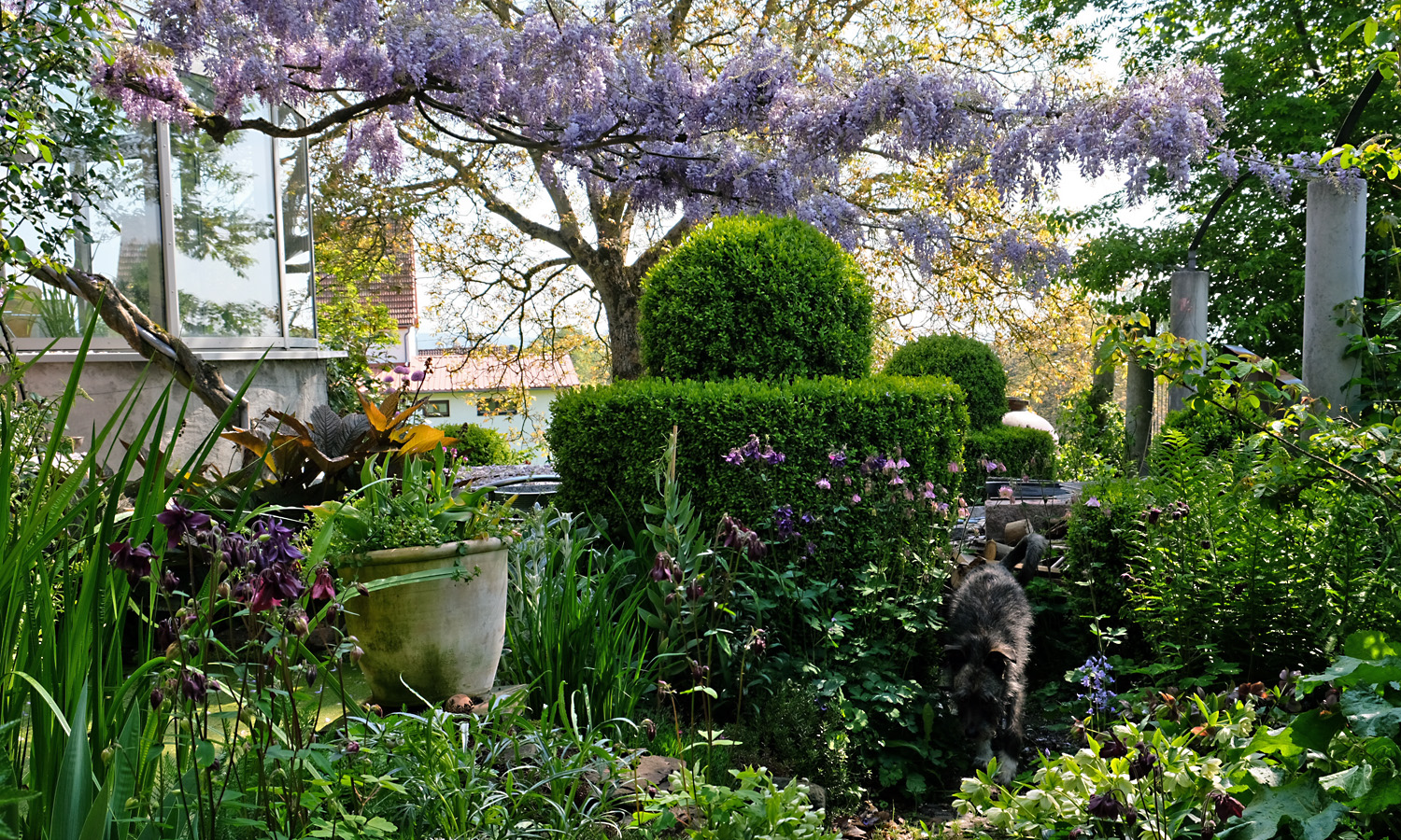 mein garten im mai purpurgarden