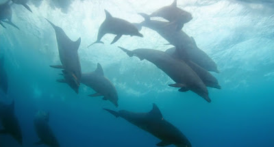 Disneynature Dolphin Reef Documentary Image
