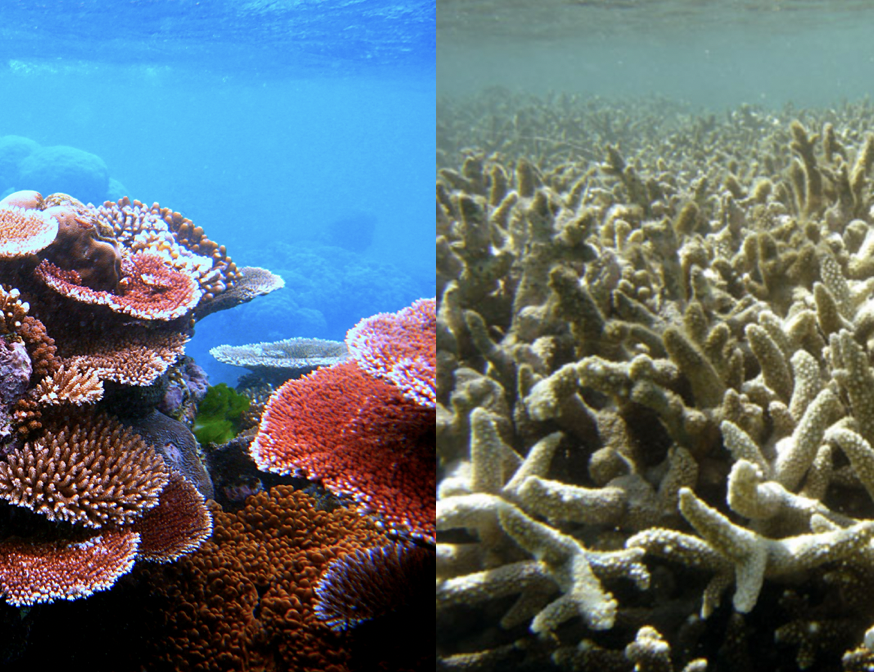 how to stop coral reef destruction
