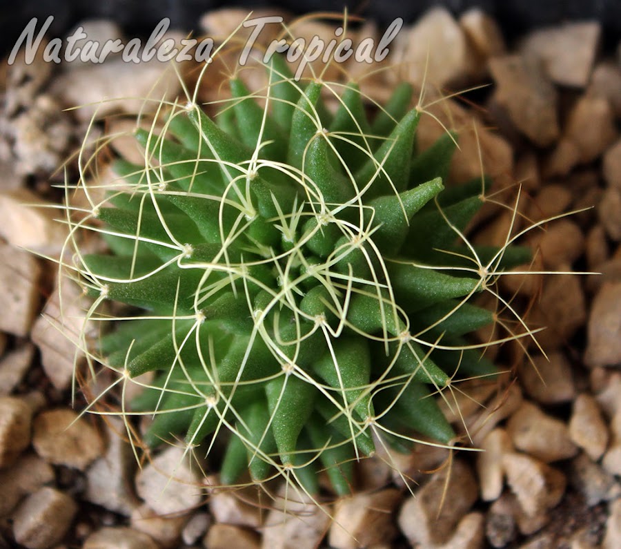 Vista superior del cactus Nido de Pájaro, Mammillaria decipiens camptotricha