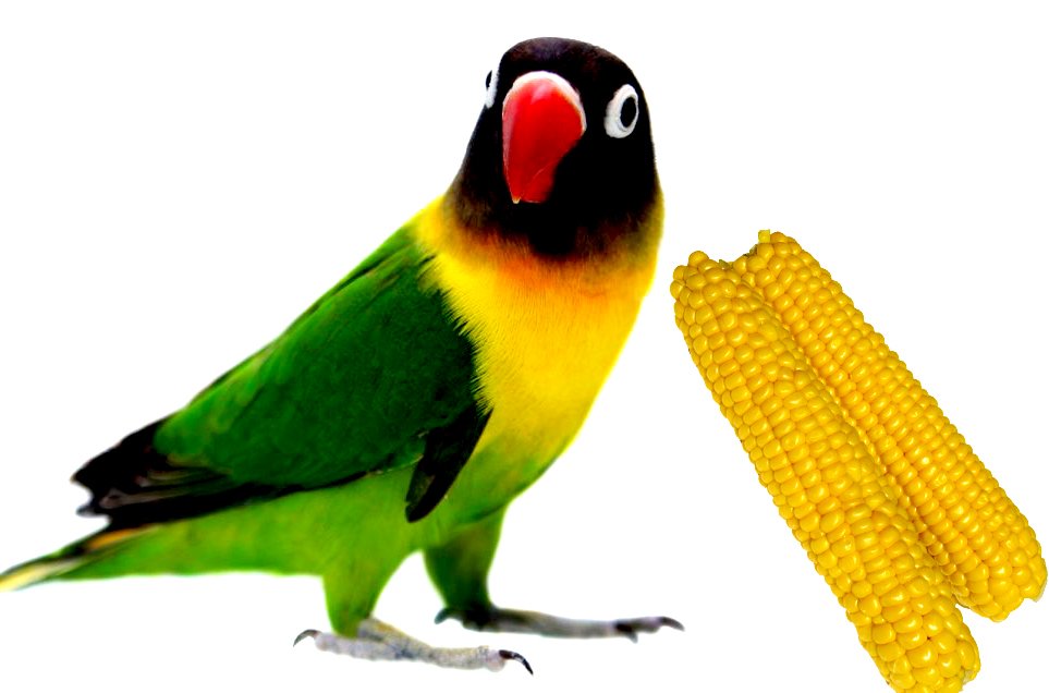 The benefit of corn for Love birds