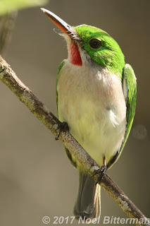 Narrow-billed Tody