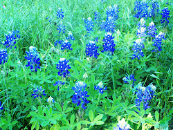 Bluebonnets Texas State Flower