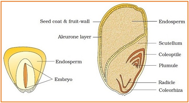 Aleuron Adalah Kamus Biologi Online Biologi Edukasi