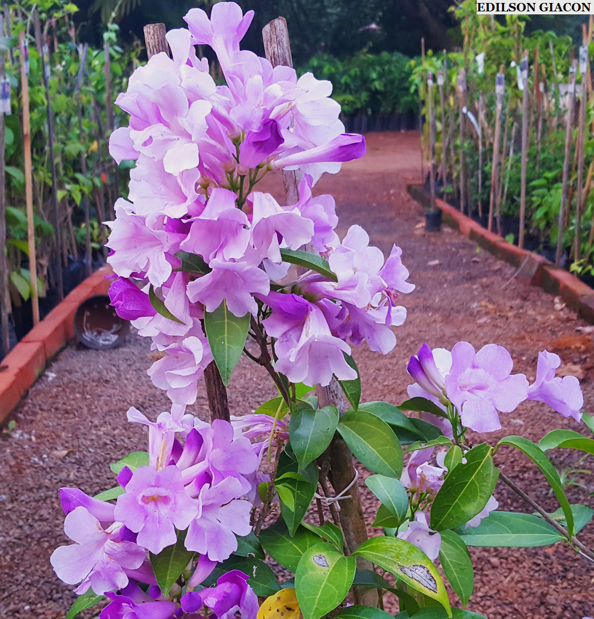 Viveiro Ciprest - Plantas Nativas e Exóticas: Cipó Alho ( Mansoa alliacea )
