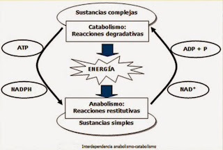 El Metabolismo Celular: Anabolismo - Catabolismo