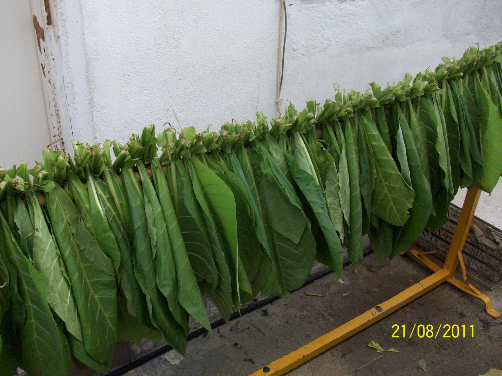 Tobacco, cigar and cigarette