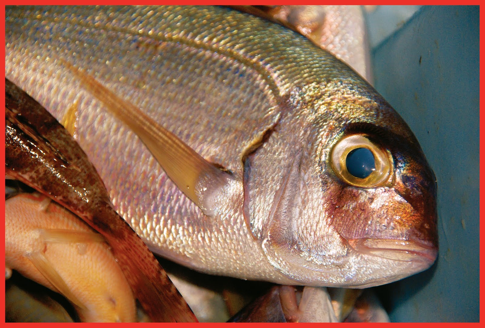 Pescando en la Bahía de Palma el Pargo