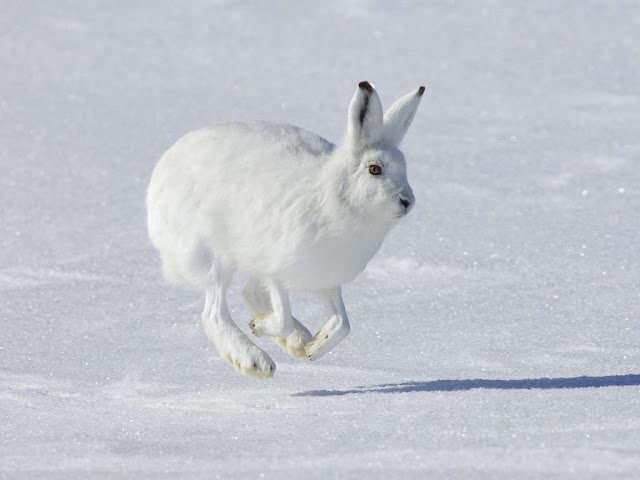 Snowshoe Hare facts and information 4 Snowshoe Hare facts and information 3