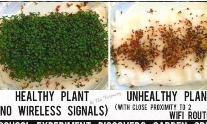 Tác hại của sóng wifi với cây