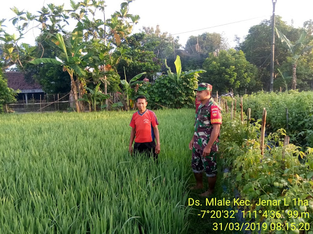 Babinsa Mlale Monitoring Tanaman Padi MT II Babinsa Mlale Monitoring Tanaman Padi MT II