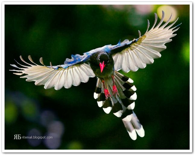 14 Awesome And Unusual Birds Simply get it