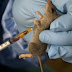  News Lassa Fever: Two killed, 26 New Reported Cases Emerge in Bauchi