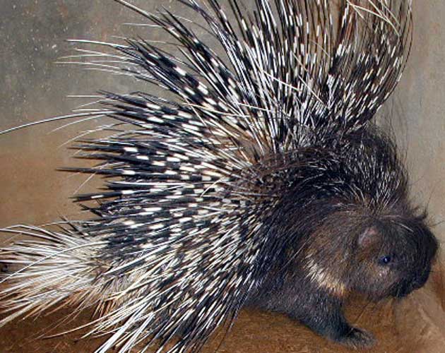 ENCYCLOPEDIA OF ANIMAL FACTS AND PICTURES: PORCUPINE