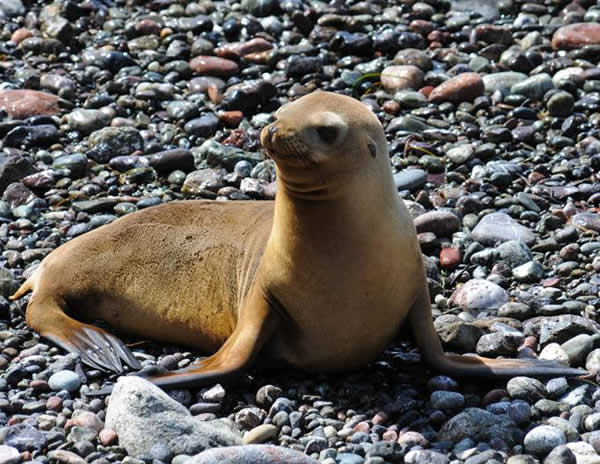 Guadalupe Fur Seal