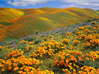 Golden%2Bpoppies%2Bin%2BAntelope%2BValley%252C%2BCalifornia