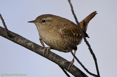 Cargolet (Troglodytes troglodytes)