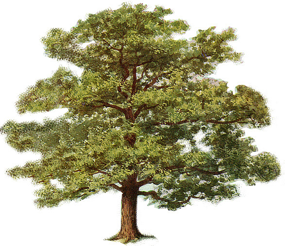 clipart oak tree - photo #27