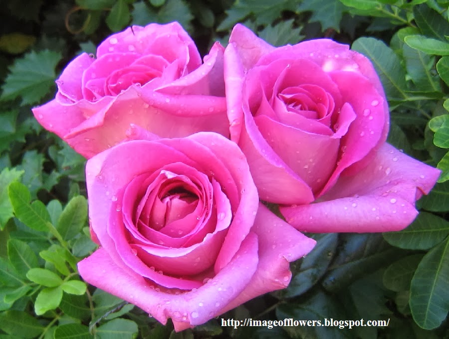 Beautiful Flowers Picture Download Free Flowers Photos Image of