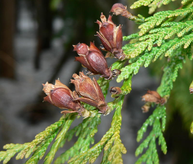 Thuja with cones