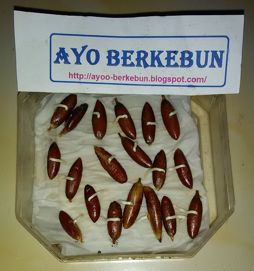 Cara menanam kurma dari biji AyoBerkebun
