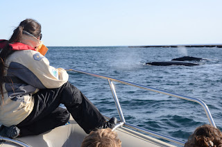avistaje de ballenas en Puerto Pirámides