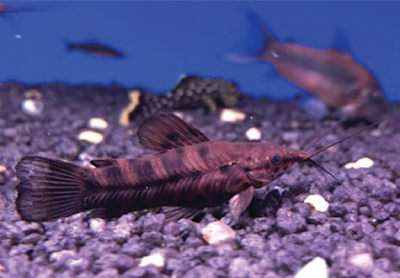 Temperamen Hoplo Catfish