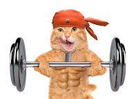 orange cat wearing do-rag and lifting weights