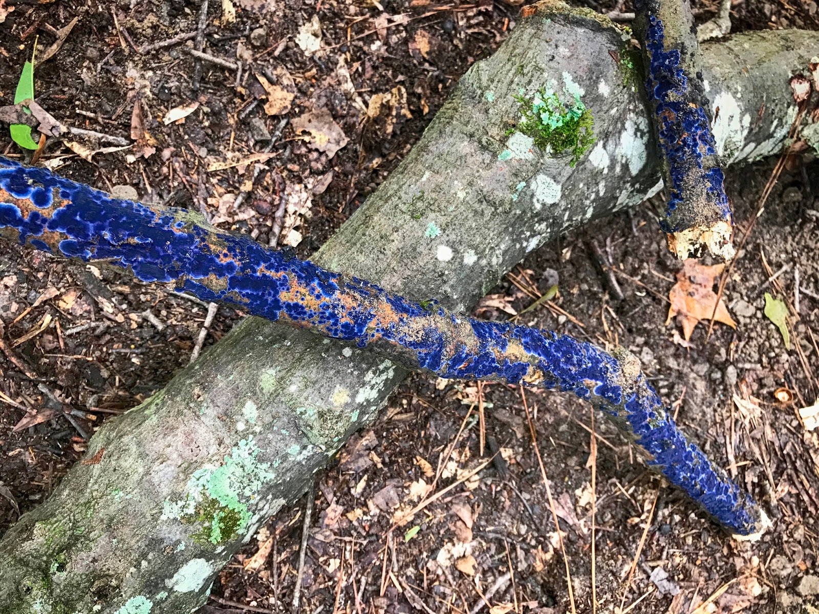 Life 101 Blue fungus