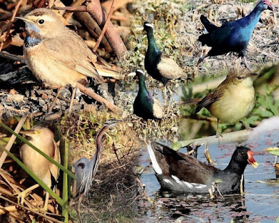 "A collage of wild birds from the Pareij wetlands."