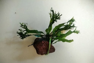 余分なビニタイをカットして、溶岩石付のミクロソリウム・ウェンディロブの完成!