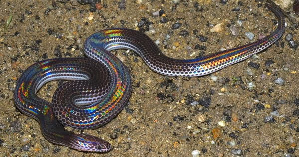 + Konsep Terbaru Ular Termasuk Hewan Pemakan