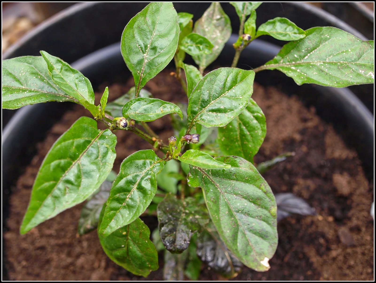 Mark's Veg Plot: Chilli update