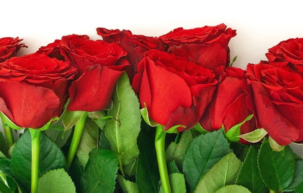 صور خلفيات ورد جوري احمر 2020 وابيض طبيعي