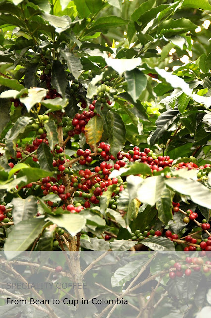 Speciality Coffee - From Bean to Cup in Colombia