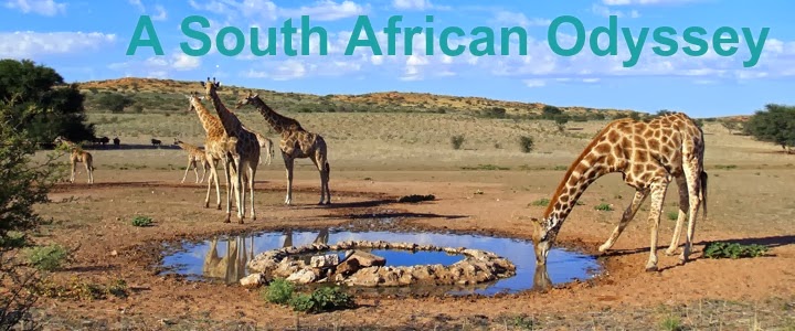 A South African Odyssey 