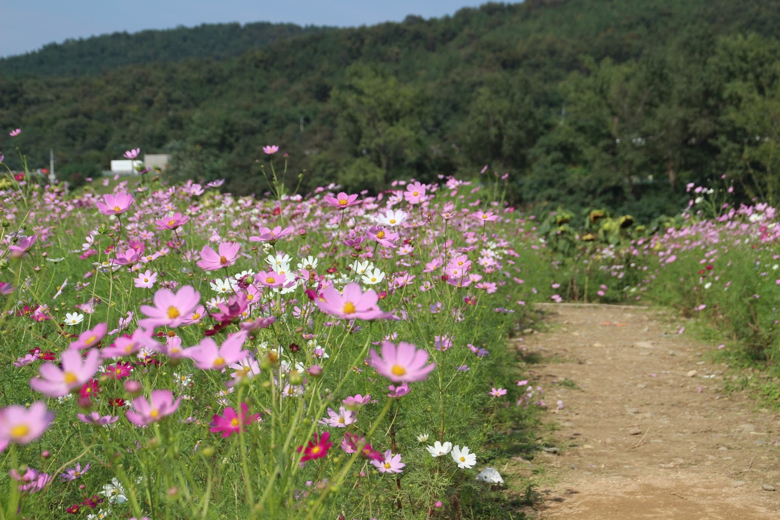 Fun & Free Daegu Travel Autumn Scenery Of Hajungdo Island With Cosmos