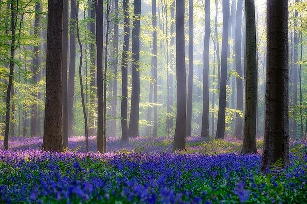 bluebell forest Belgium-1