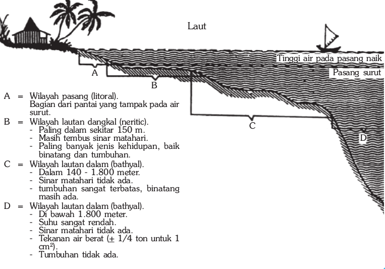 Pembagian laut berdasarkan kedalamannya Pembagian laut berdasarkan kedalamannya
