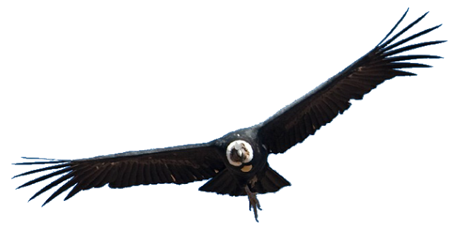 Musica Andina El Condor Pasa